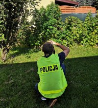 oględziny uprawy konopi pod łowiczem prowadzone przez Skierniewicką policję - policjant fotografuje krzew konopi