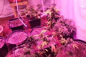 ujawnione przez skierniewicką policję konopie w donicach