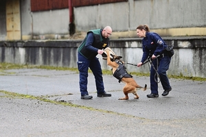 Pies służbowy podczas ćwiczenia agresji.