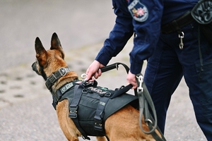 Pies służbowy podczas wydawania polecenia przez jego przewodnika.