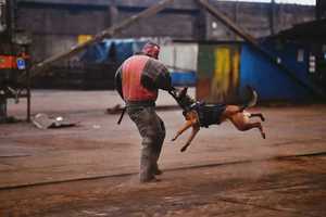 Pies służbowy podczas treningu agresji.