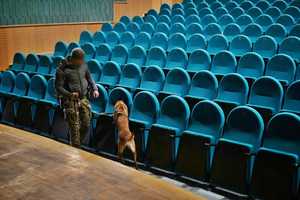 Pies służbowy podczas szukania materiałów wybuchowych w kinie.