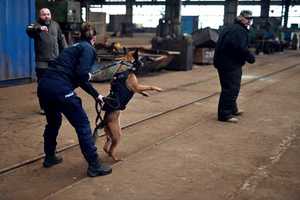 Pies służbowy podczas ćwiczenia agresji z pozorantem.