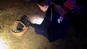 Pies, którym zajmują się policjanci.