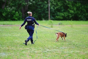 Policjantka z psem podczas tropienia.